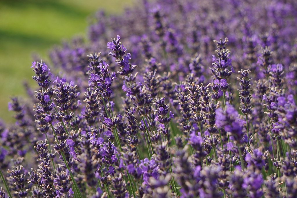 Lavanda